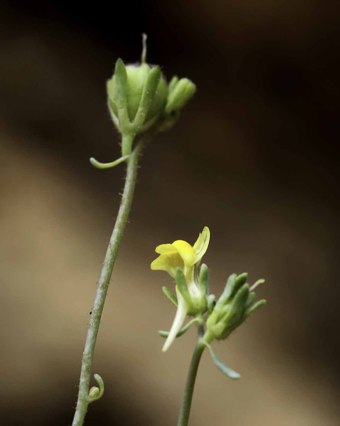 Linarea Simplex Linaria simplex - Plant Biodiversity of South-Western Morocco