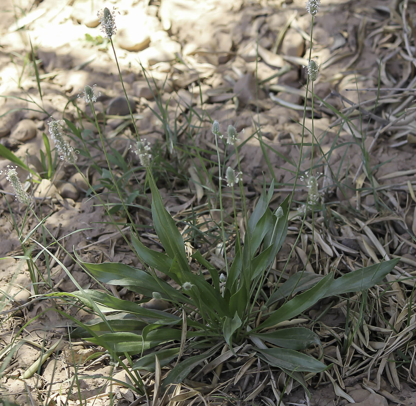 Plantago lagopus - Plant Biodiversity of South-Western Morocco