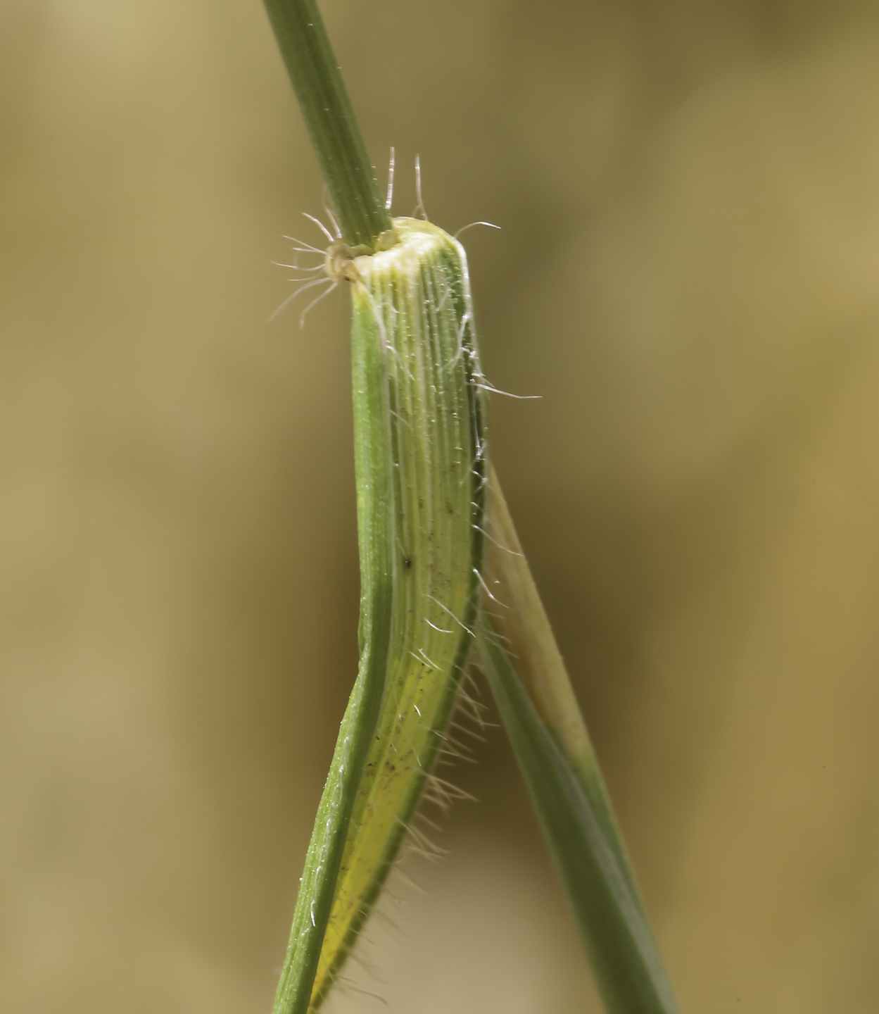 Aegilops ventricosa Plant Biodiversity of SouthWestern Morocco