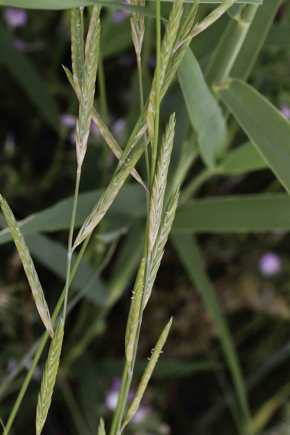Brachypodium Phoenicoides Biodiversit V g tale Du Sud ouest Marocain