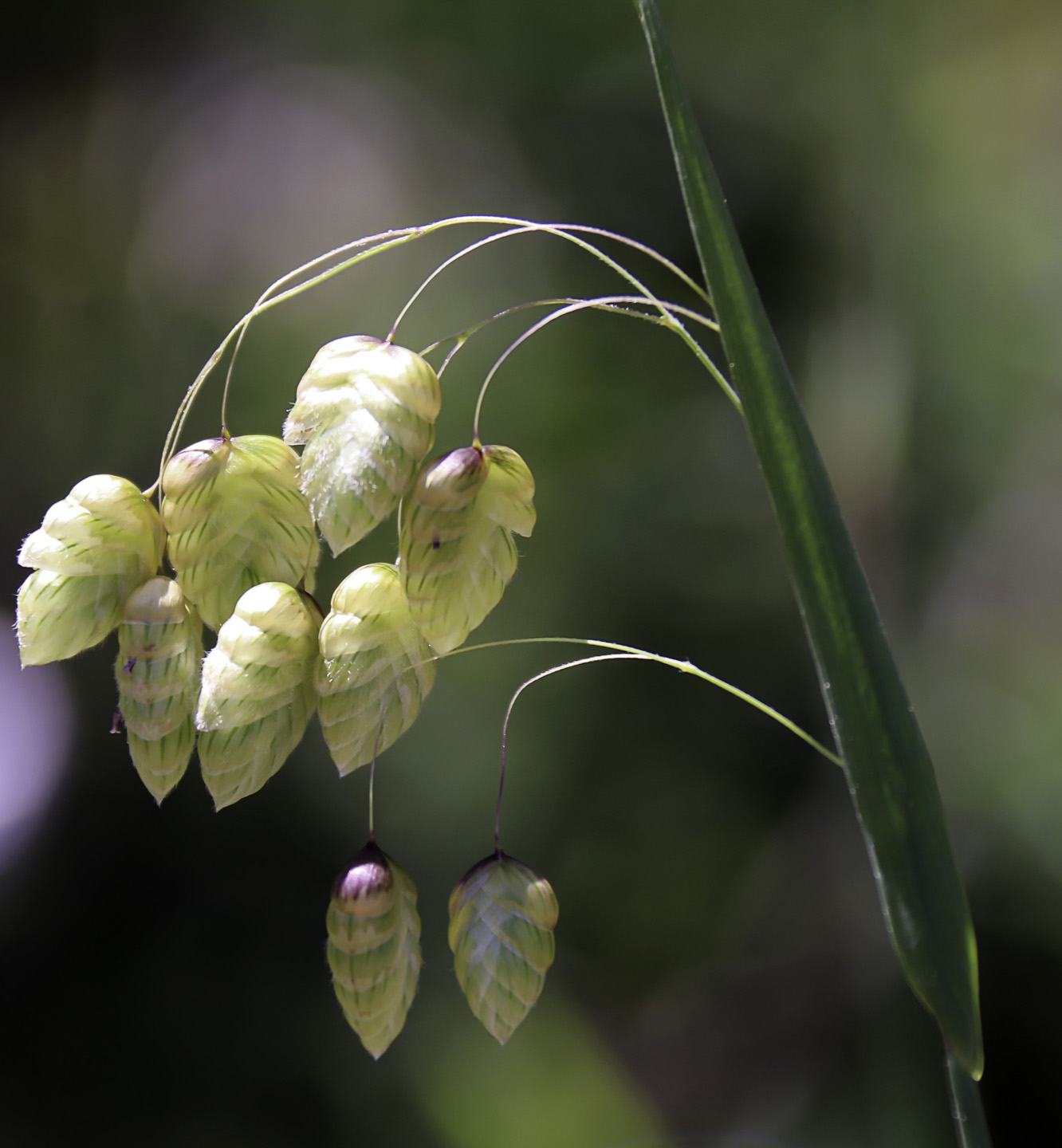 Briza maxima Plant Biodiversity of SouthWestern Morocco