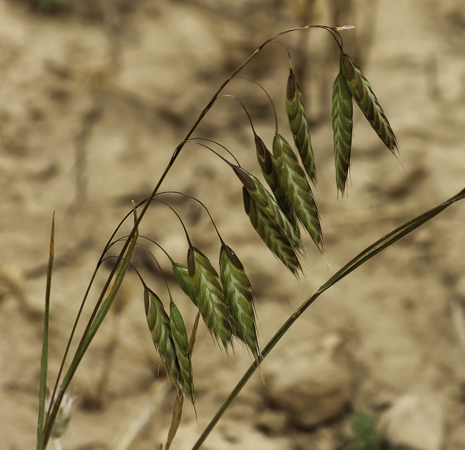 Кострец фото. Кострец безостый. Bromus squarrosus. Кострец безостый (Bromus inermis Leyss. Кострец Бенекена.