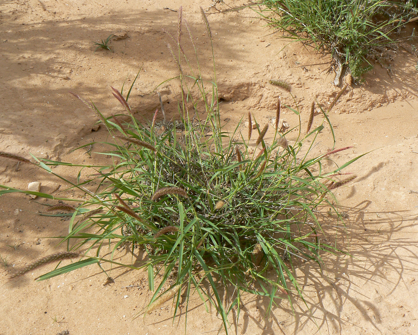 Cenchrus ciliaris - Plant Biodiversity of South-Western Morocco