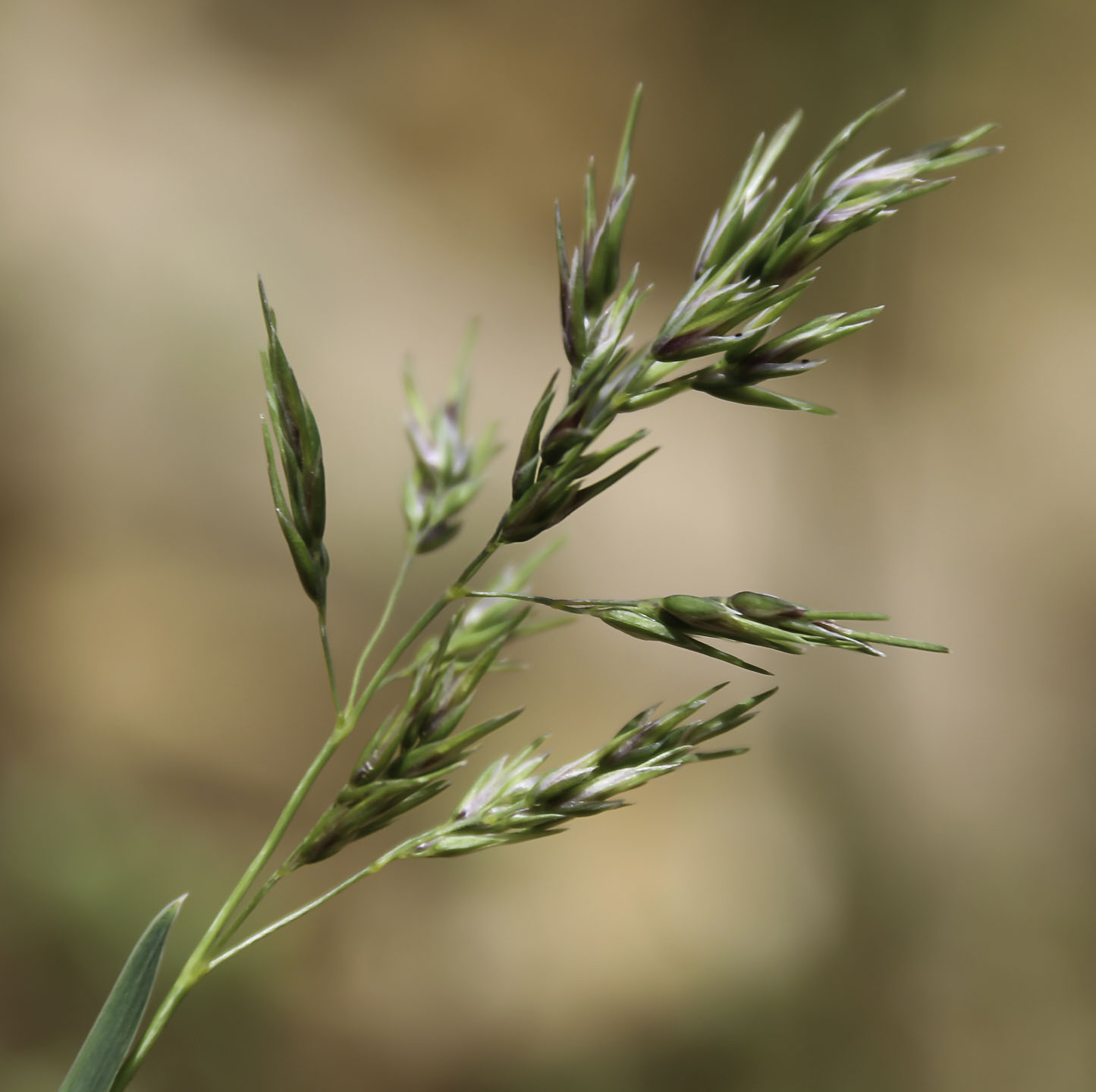 Poa bulbosa subsp. bulbosa var. vivipara Biodiversité végétale du sud