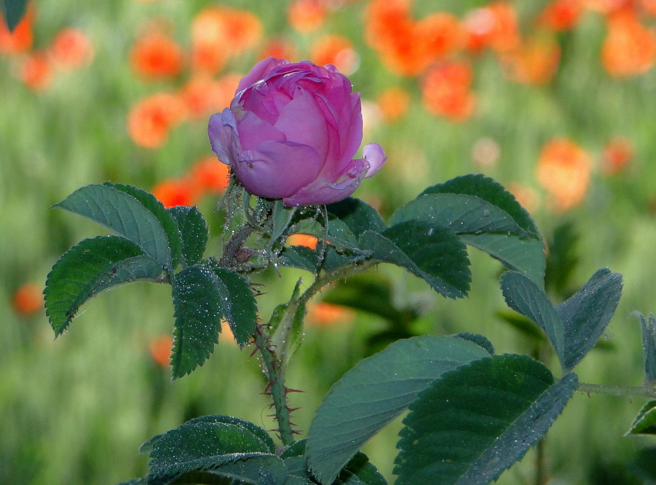 Rosa damascena Plant Biodiversity of SouthWestern Morocco