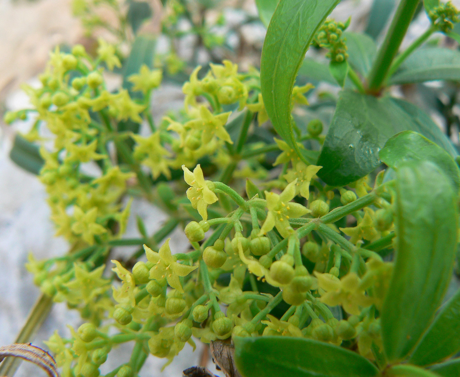 Rubia peregrina Plant Biodiversity of SouthWestern Morocco