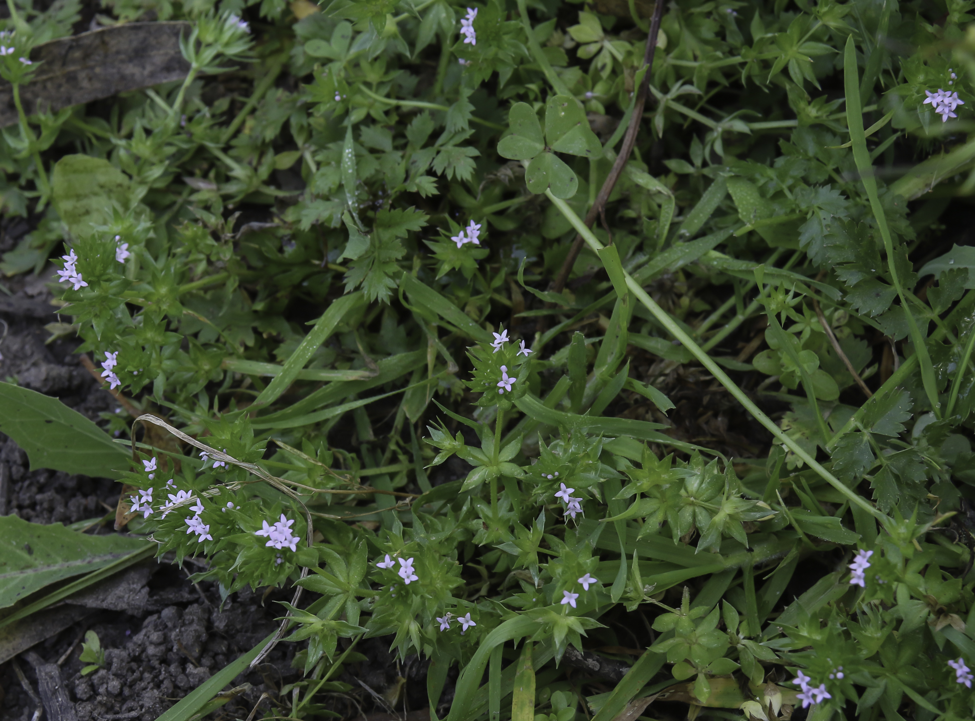 Sherardia arvensis - Plant Biodiversity of South-Western Morocco